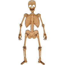 PROJECT KIT HUMAN SKELETON KIT
